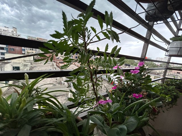 IMG_0582.jpeg