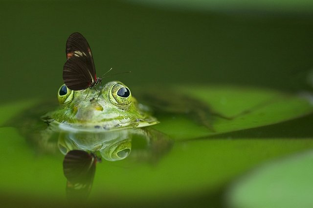 frog-540812_960_720.jpg