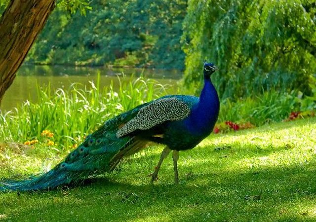 Peacocks-640x450.jpg
