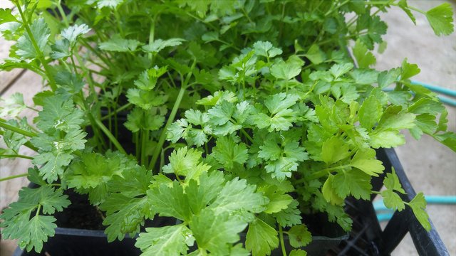 cilantro-2192646_1920.jpg