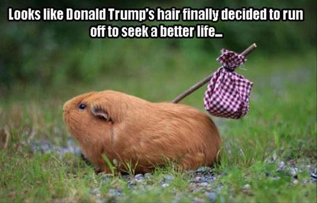 funny-animals-Donald-Trump-hair.jpg