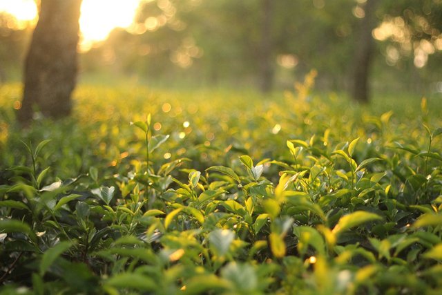 tea-garden-gfb3d956c5_1280.jpg