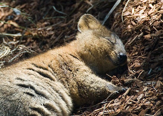 napping quokka.jpg