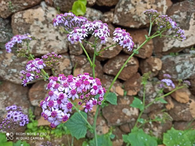 Small flowers 1.jpg