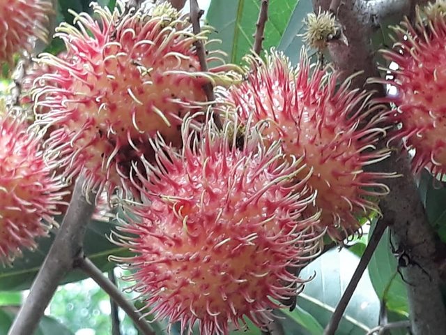 fruit rambutan by feng.jpg