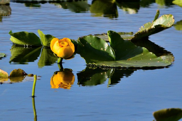 DSC_7389 lily solo reflection 1200 x 800.jpg