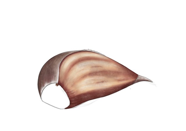 garlic_02.jpg