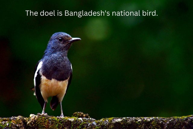 The doel is Bangladesh's national bird..jpg