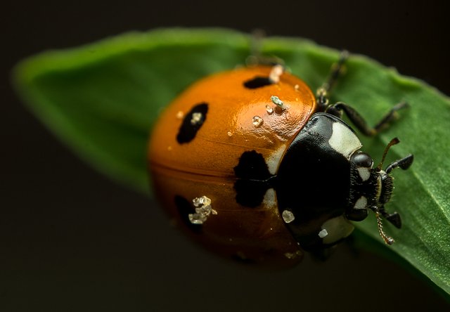 05-06-2018-ladybug-05804.jpg