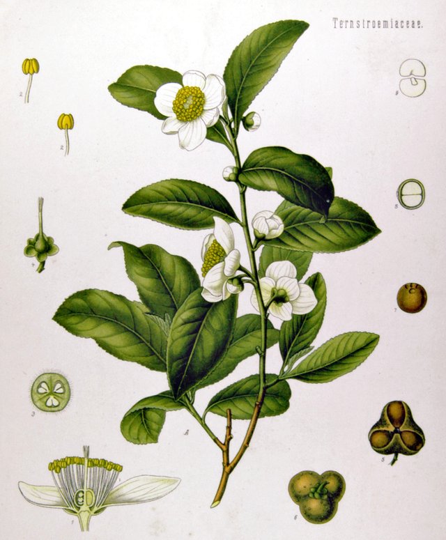 Camellia_sinensis_-_Köhler–s_Medizinal-Pflanzen-025.jpg