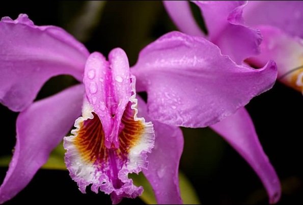 orquidea.jpg