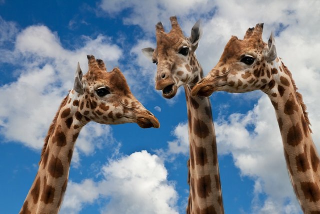 giraffes-627031_1280.jpg