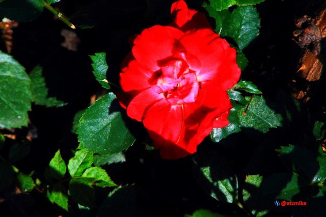 red rose M00_0021.JPG