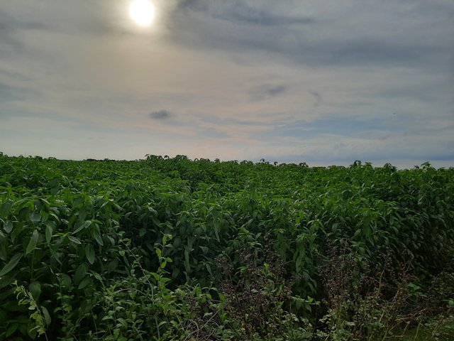 20250530_162333.jpg