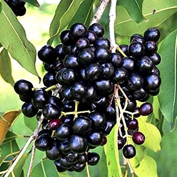 syzygium-cumini-jamun-plant.jpg