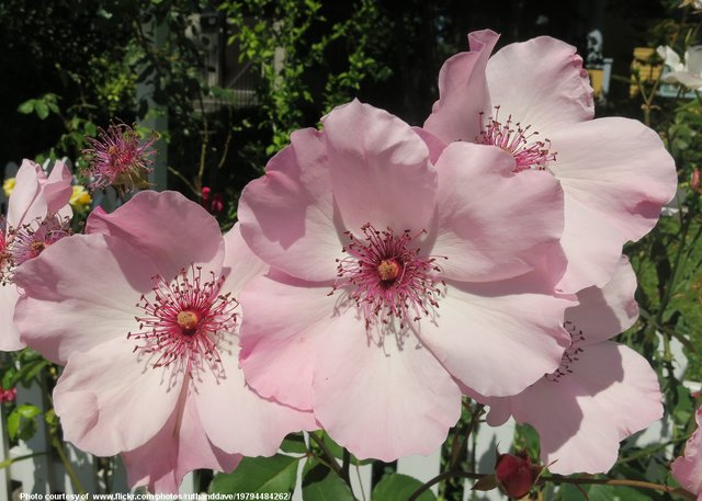 PinkFlowers-002-081218.jpg