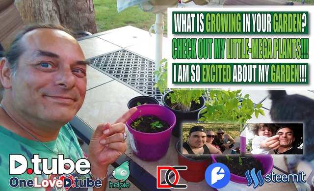 What is Growing in Your Garden - Check Out My Little Project - Good Evening @dtube, #dtubers, and #steemians... Up Up to @diytube.jpg