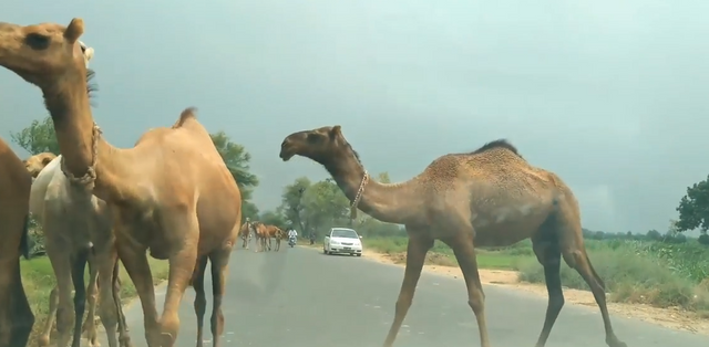 Beautiful camels.png