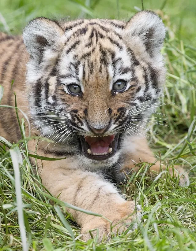 Baby-tiger-2.webp