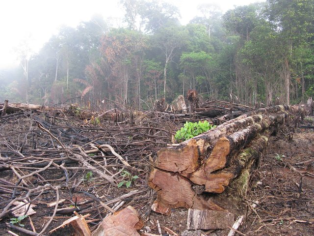 rainforest-destruction-Brazil-153413042-Shutterstock_guentermanaus.jpg