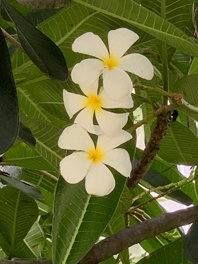 nature103.jpg