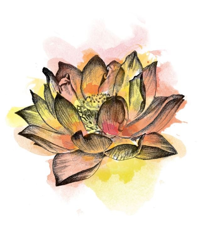 Lotus flower tattoo HD wallpapers  Pxfuel