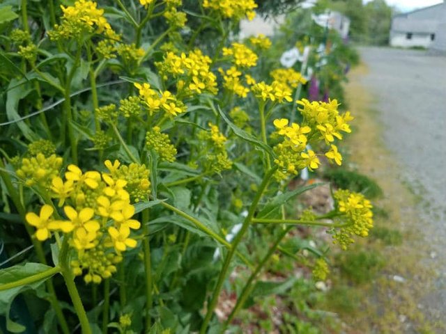 turkish-rocket-perennial-green.jpg