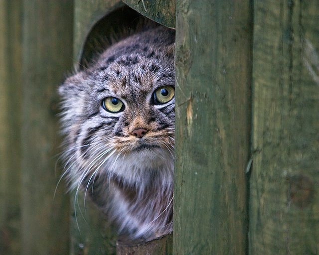 gato-pallas-manul-16.jpg