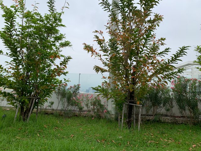 garden101.jpg