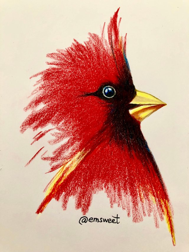 bird colored pencil drawing