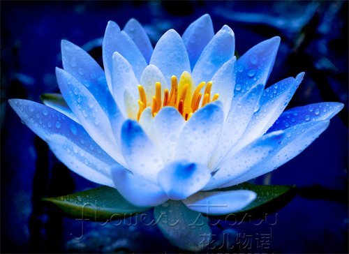 FREE-SHIPPING-20-SEED-Blue-Fairy-Lotus-Flower-Seeds-Gorgeous-Aquatic-Plants-Label-Lotus12.jpg_640x640.jpg