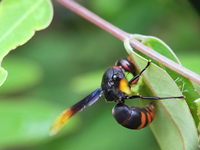 Wasp (10).jpg