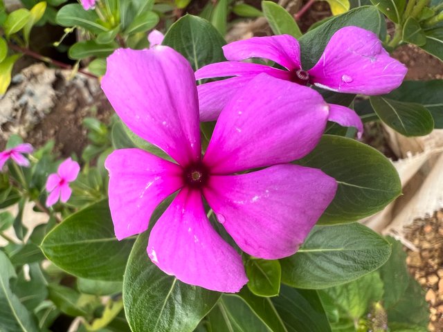 IMG_6258.jpeg