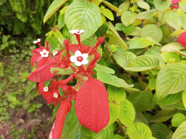IMG_20250623_125642_468.jpg