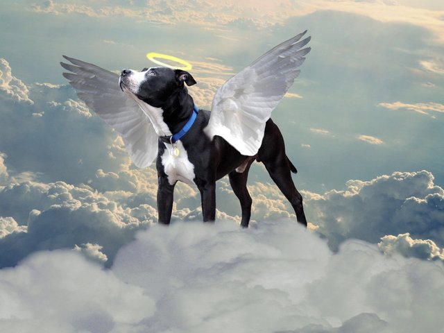 dog-in-heaven.jpg