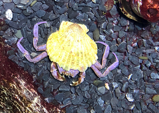 crab.png