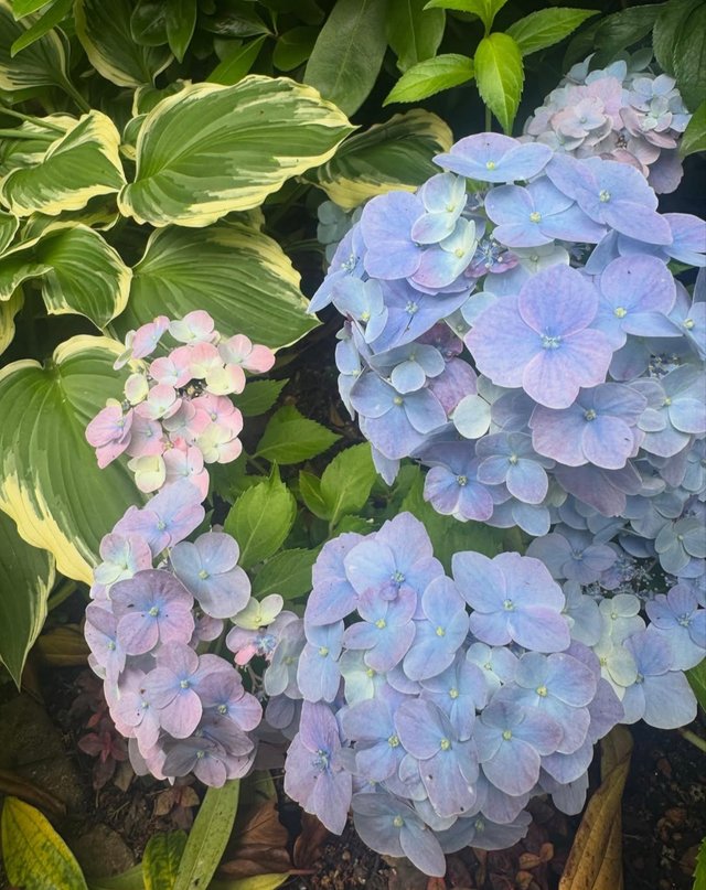 IMG_20250604_121810.jpg