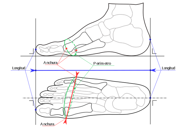 langes-1024px-Foot_width_and_length_measurement_for_Mondopoint_(multilingual).svg.png