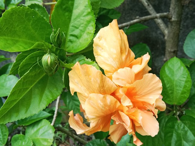 IMG_20250628_195408.jpg