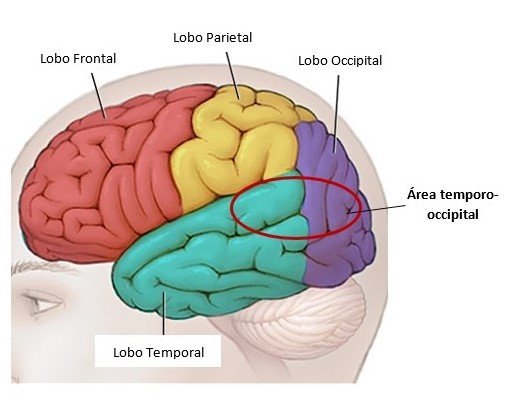 área temporo-occipital.jpg