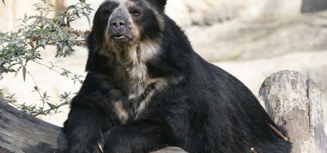 haiman-el-troudi-oso-frontino-especie-unica-en-peligro-de-extincion-1200x565.jpg