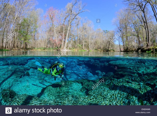 split-level-picture-from-scuba-diver-in-ginnie-spring-clear-swelling-ENDKW9.jpg