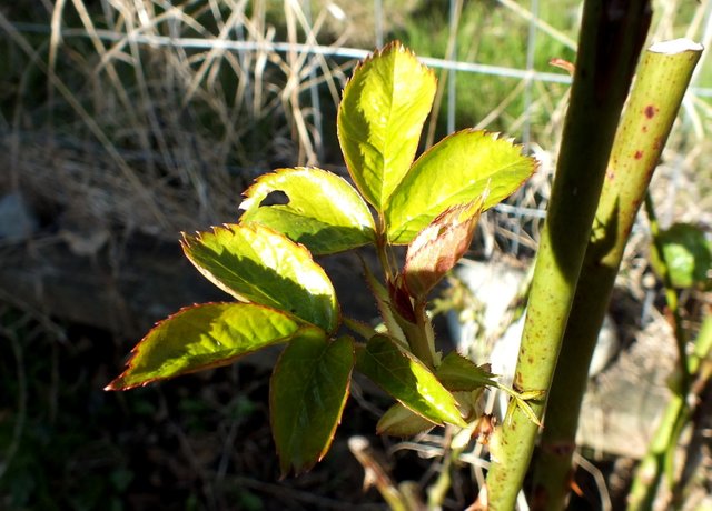 0775-RoseLeaves.JPG