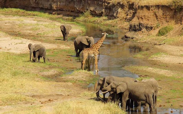 tanzania-rio.jpg