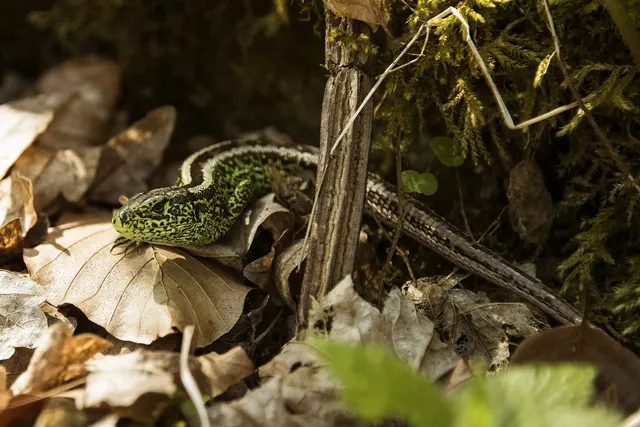 sand-lizard-7970538_1280.webp