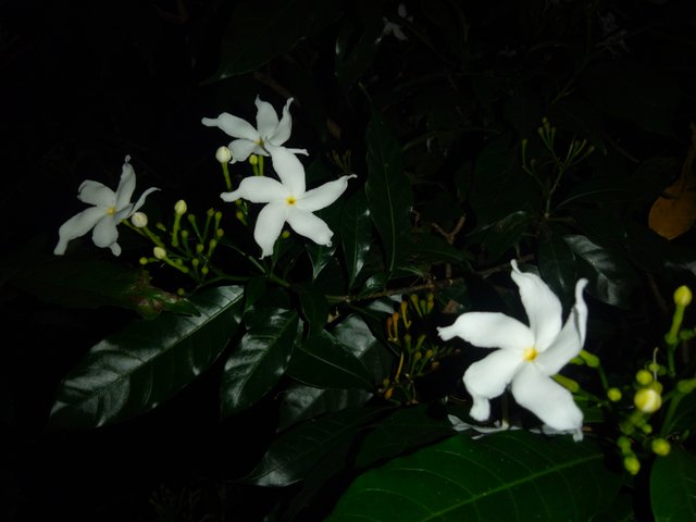 IMG20250728191052.jpg