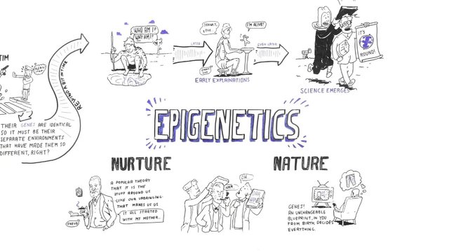 epigenetics general psychology summary steemit annegreat bangkok university.jpg