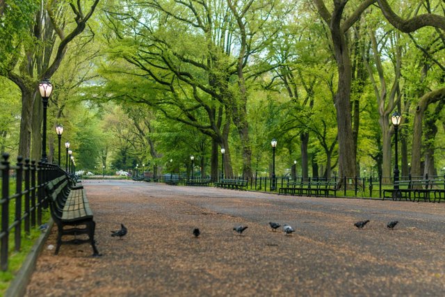 2.Central Park.jpg