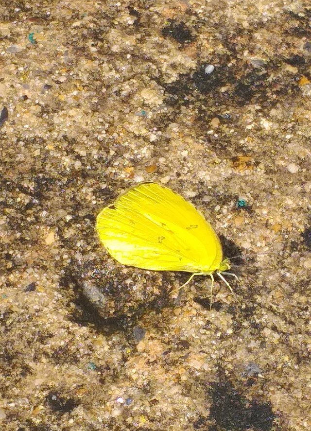butterfly9 (2).jpg