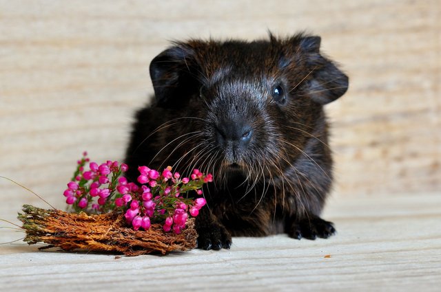 guinea-pig-658717_1920.jpg